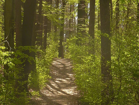 Fruehling_im_Hengstbergwald